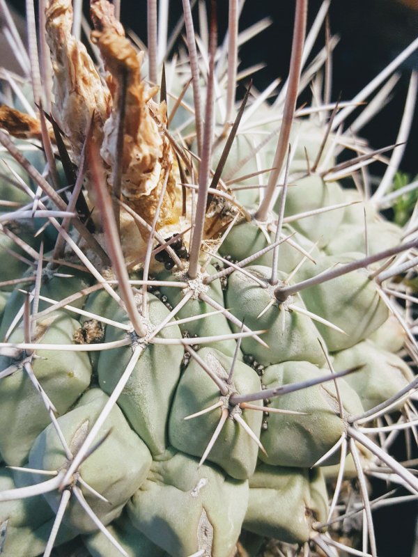 Thelocactus nidulans 