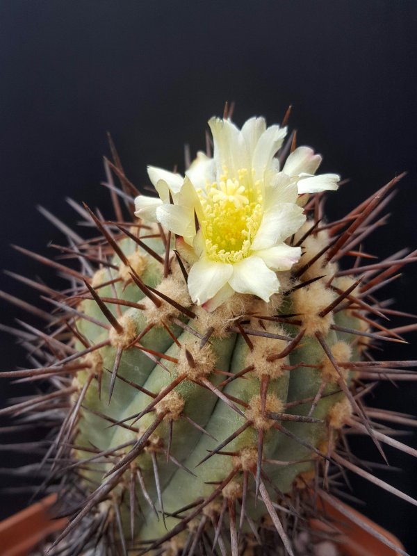 Copiapoa marginata 