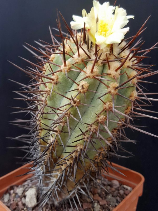 Copiapoa marginata 