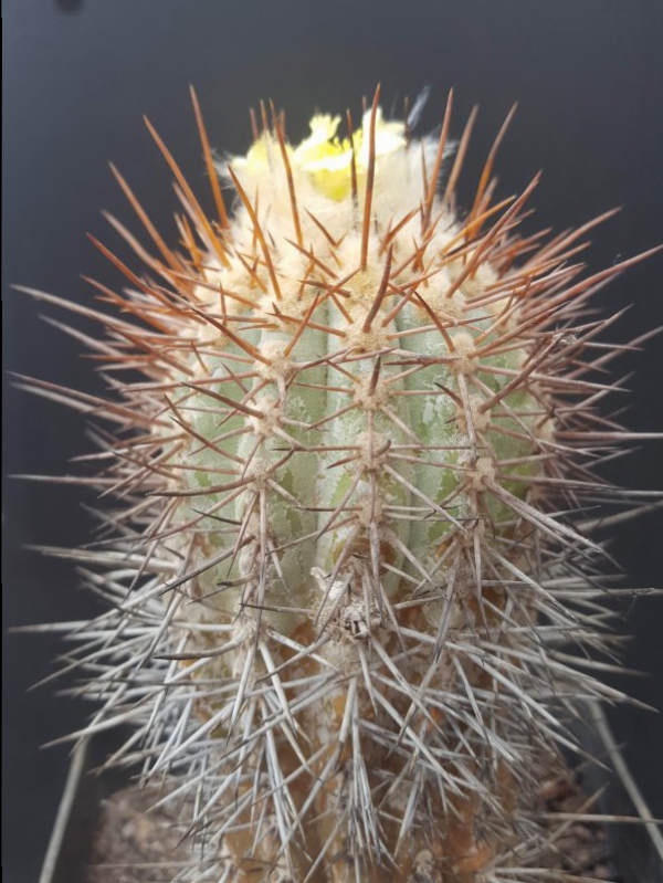 Copiapoa calderana 