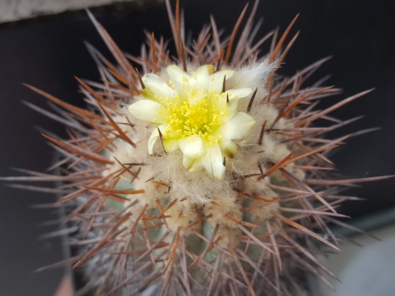 Copiapoa calderana 