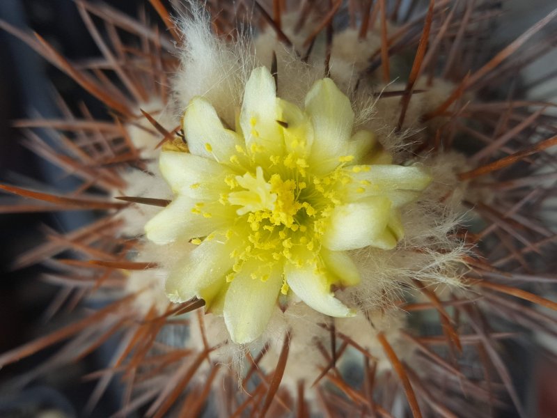 Copiapoa calderana 