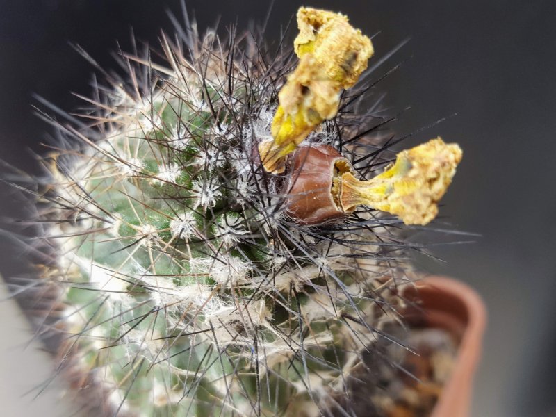 Copiapoa humilis 