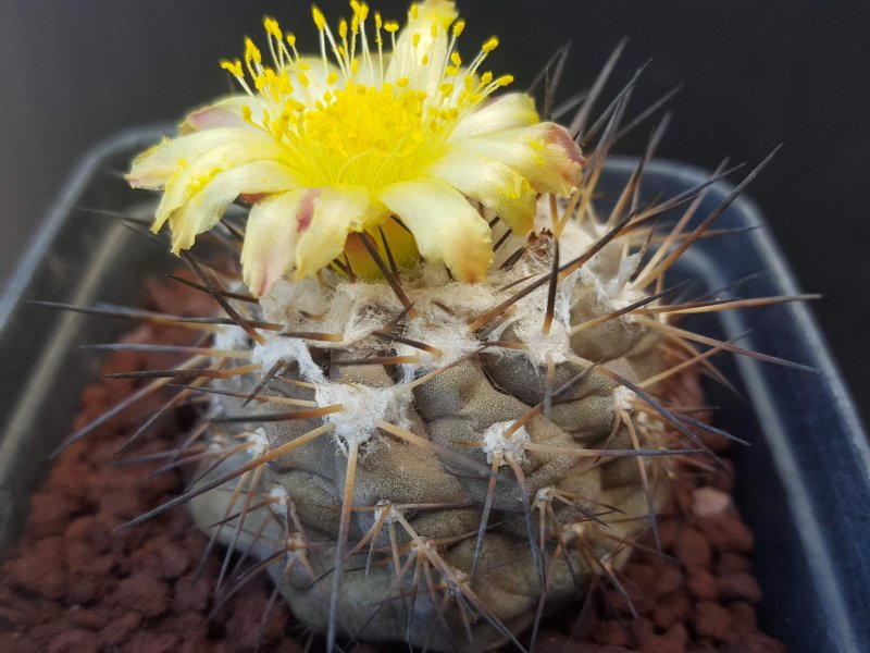 Copiapoa leonensis 