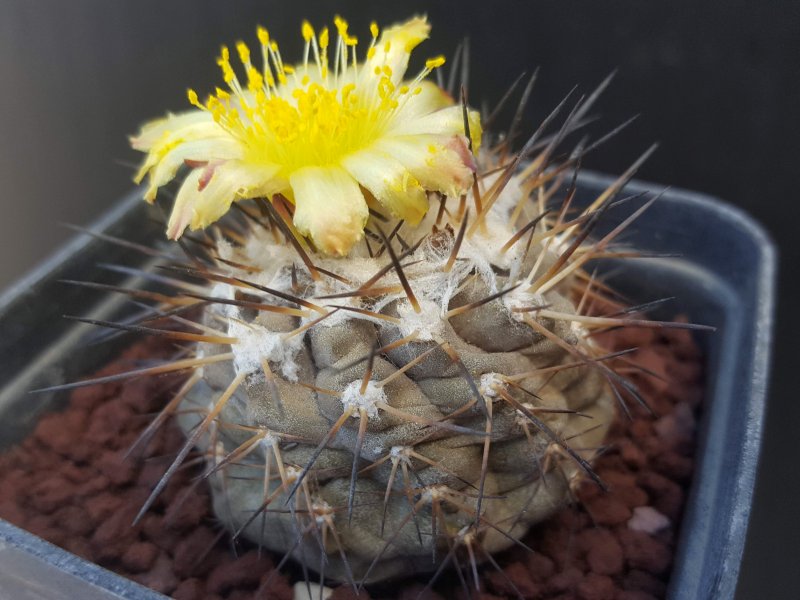 Copiapoa leonensis 