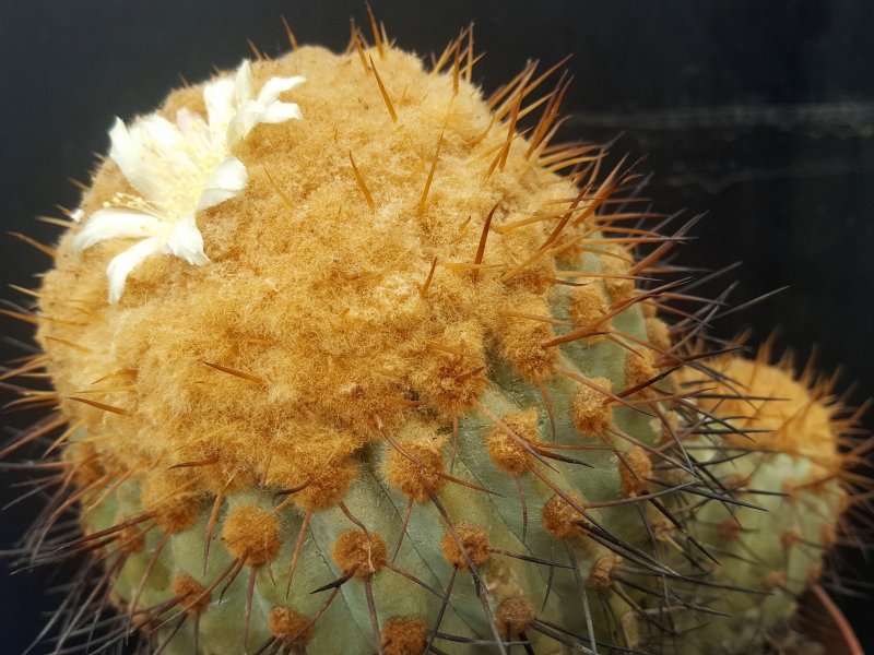 Copiapoa gigantea 