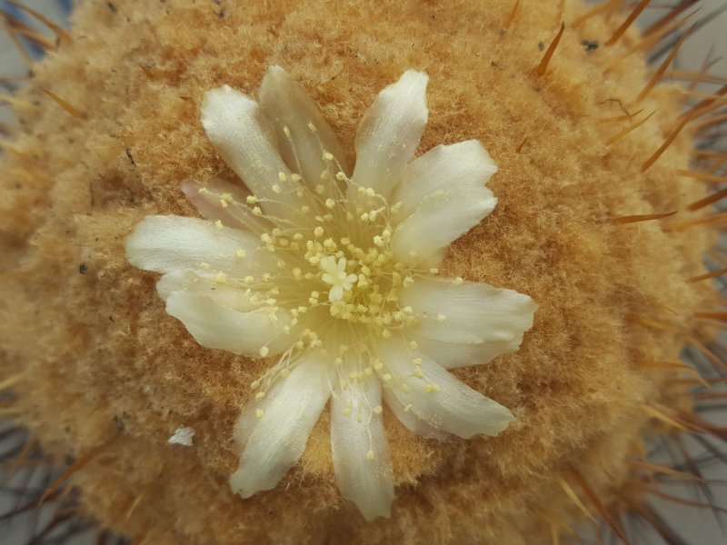 Copiapoa gigantea 