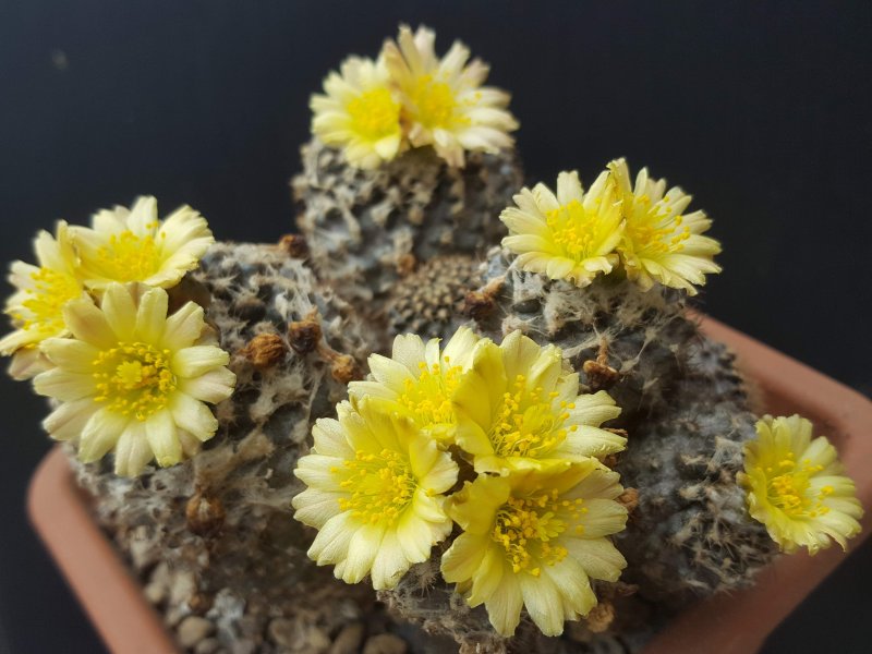 Copiapoa tenuissima 