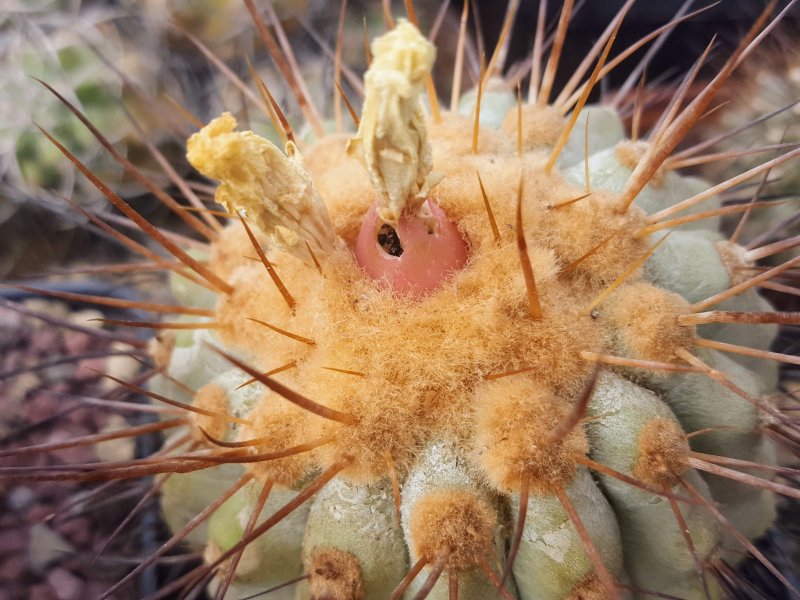 Copiapoa haseltoniana 