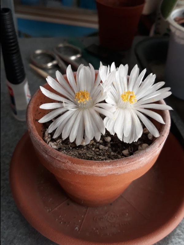 Lithops  