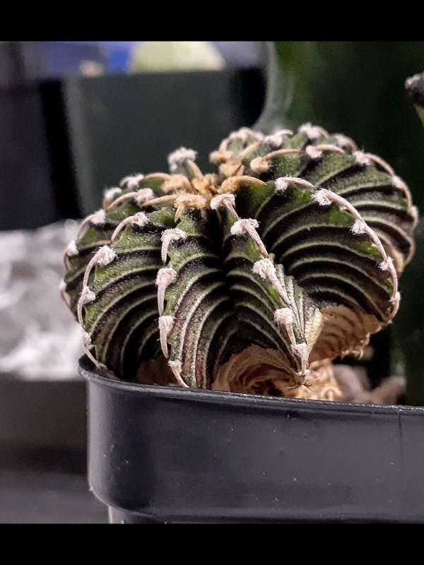 Gymnocalycium friedrichii lb 2178