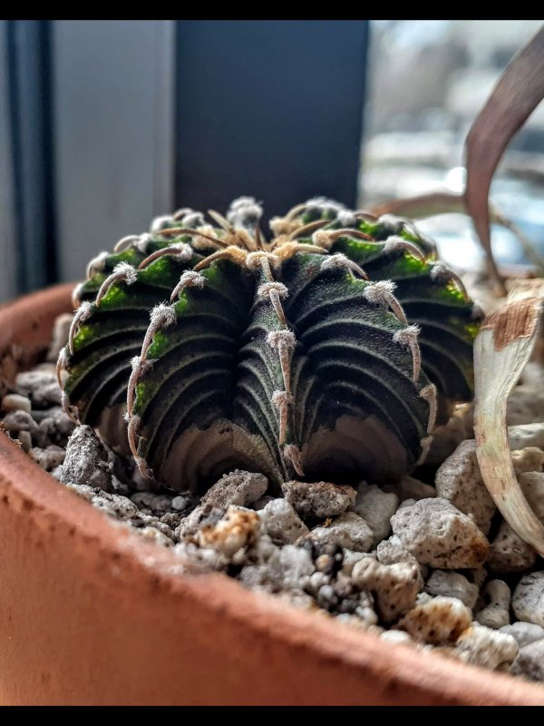 Gymnocalycium friedrichii lb 2178