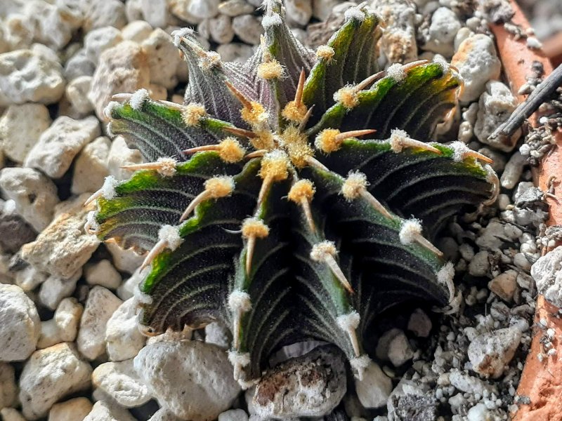 Gymnocalycium friedrichii lb 2178