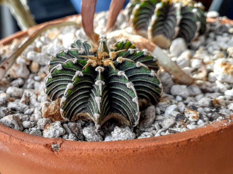 Gymnocalycium friedrichii lb 2178