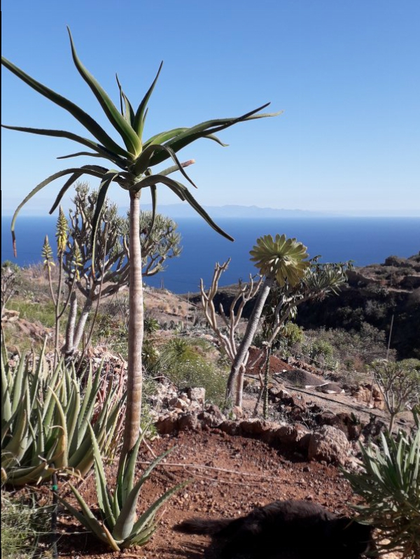 aloe bainesii