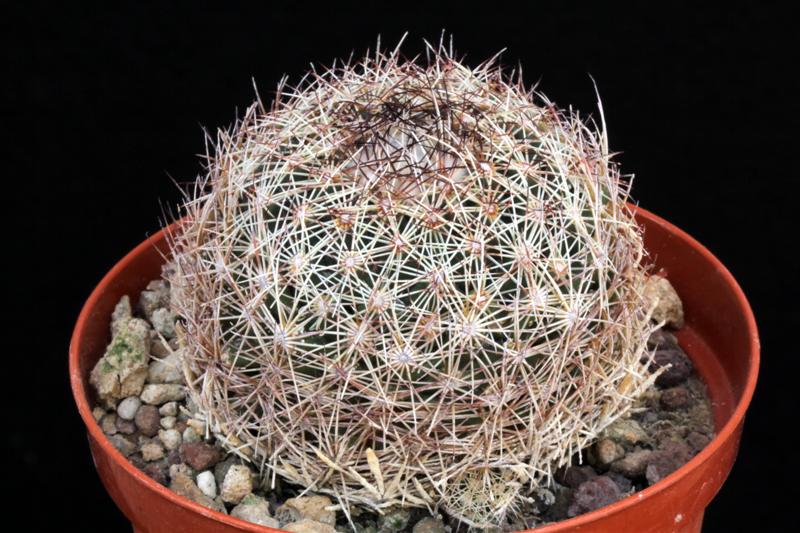 Coryphantha delicata PAN 315