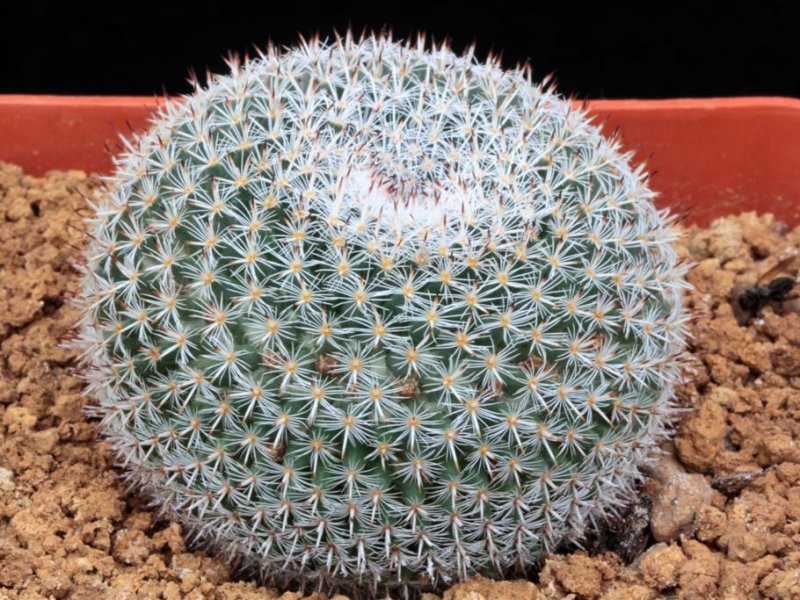 Mammillaria infernillensis 