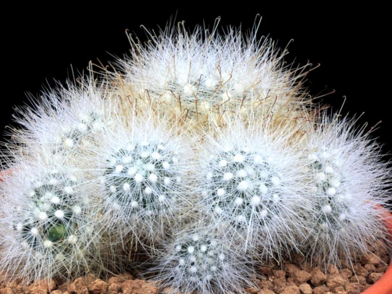 Mammillaria senilis 