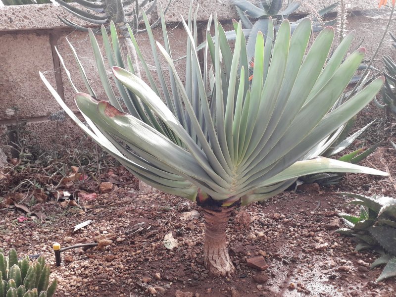 aloe plicatilis