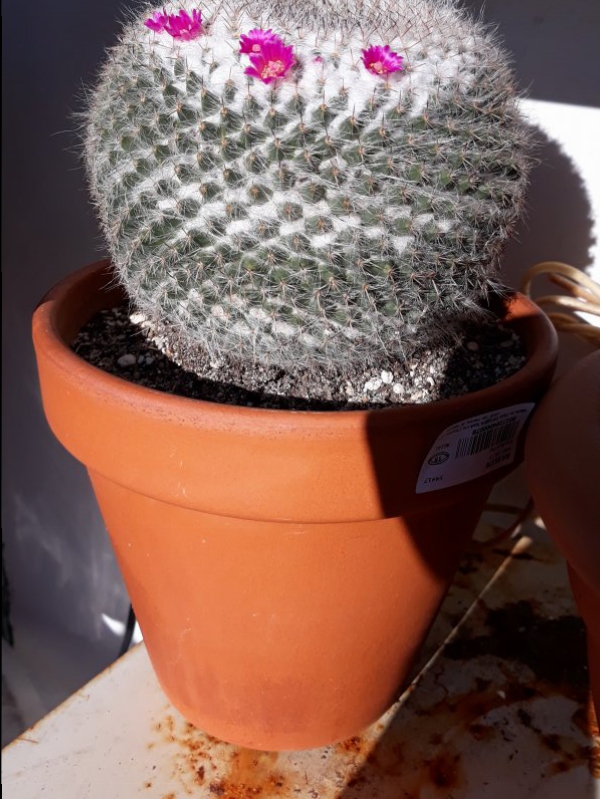 Mammillaria  