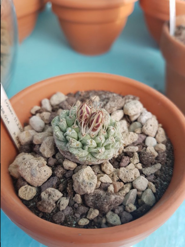 Strombocactus  