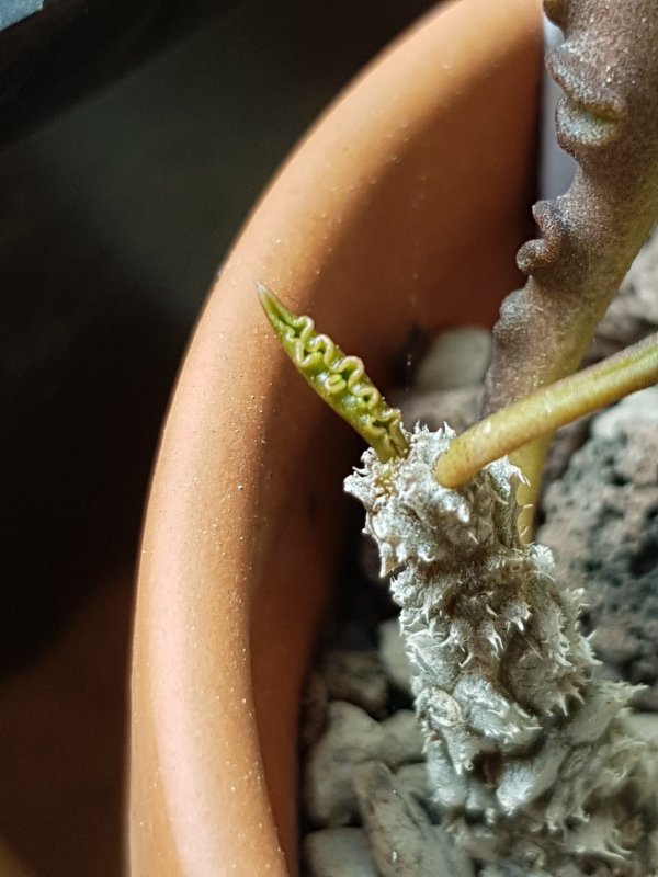 Euphorbia decaryi v. spirosticha 