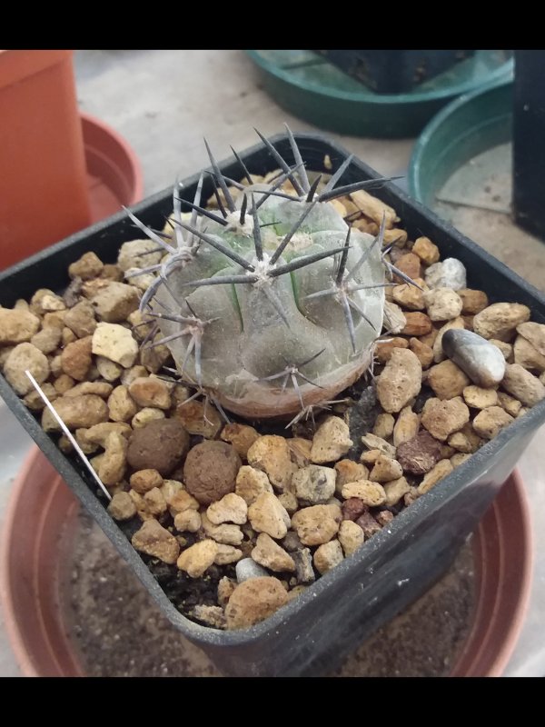 Copiapoa dura KK607