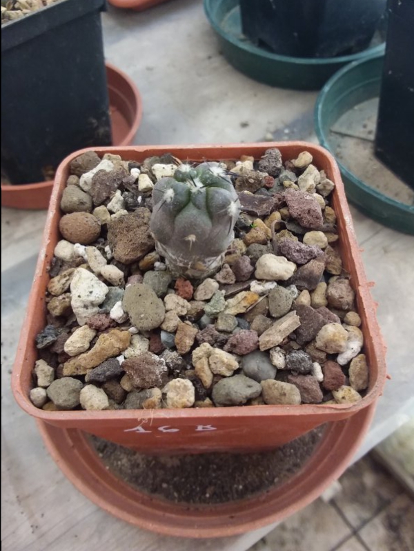 Copiapoa alticostata 