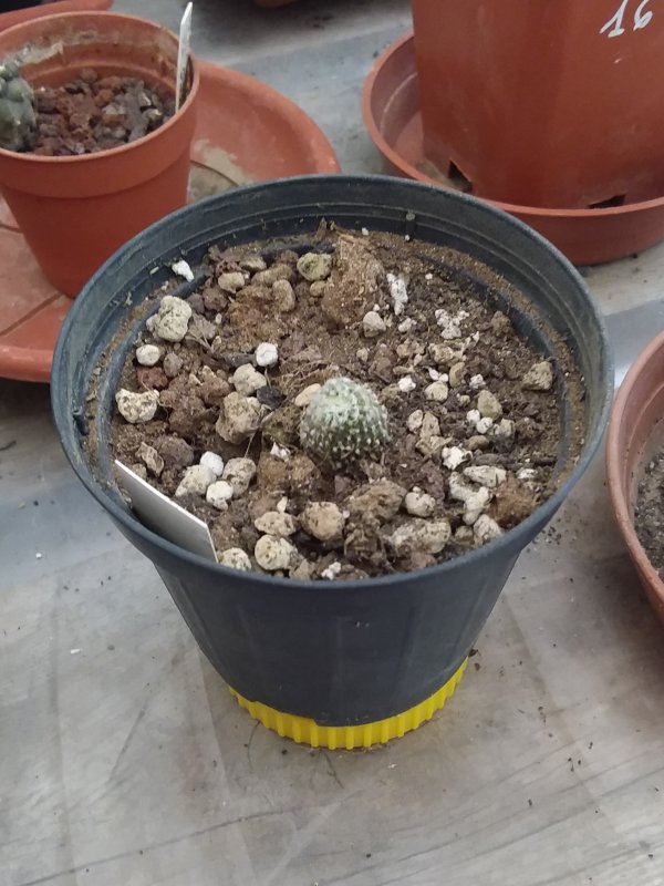 Copiapoa laui 