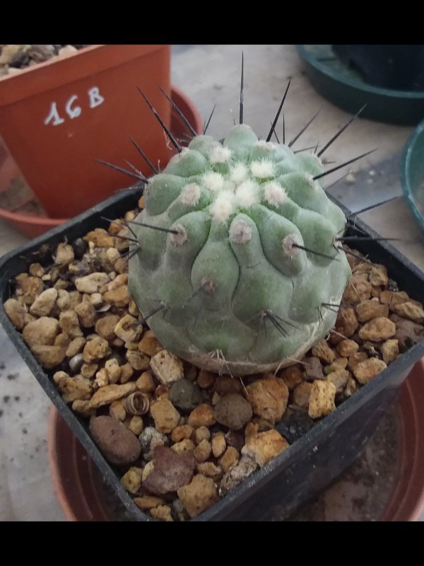 Copiapoa cinerea 