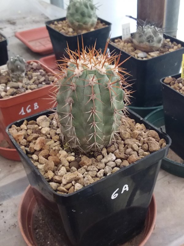 Copiapoa lembckei v. magnifica 