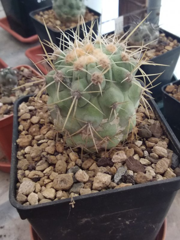 Copiapoa haseltoniana 