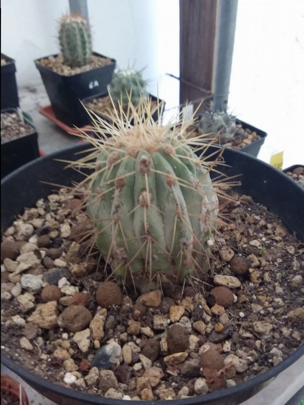 Copiapoa haseltoniana 