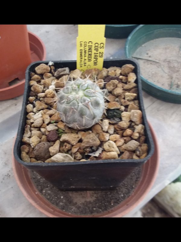 Copiapoa cinerea ssp. columna-alba CS29