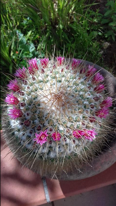 Mammillaria apozolensis v. saltensis 