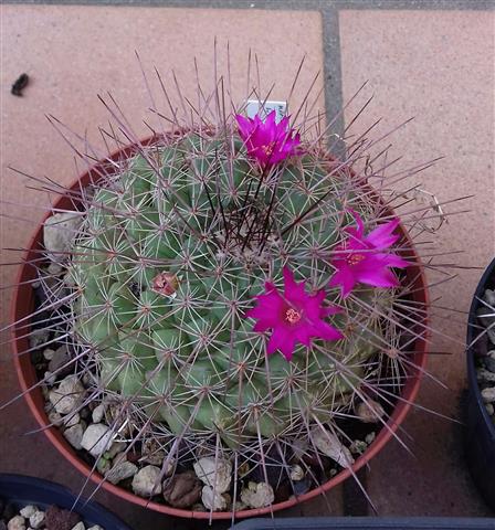 Mammillaria sonorensis REP563