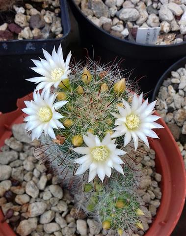 Mammillaria zeilmanniana 