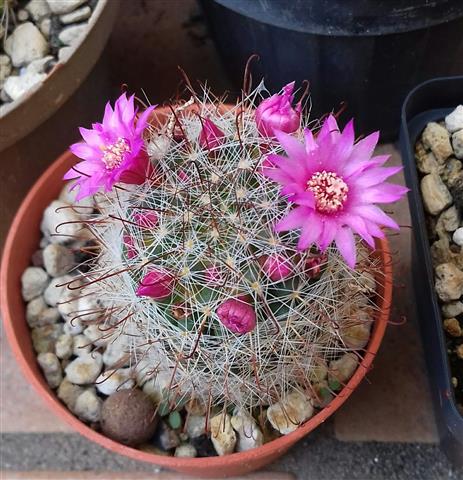 Mammillaria zeilmanniana 