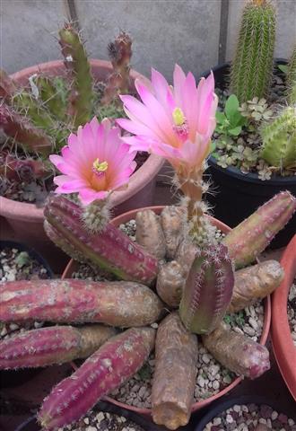 Echinocereus  scheeri v. gentryi 