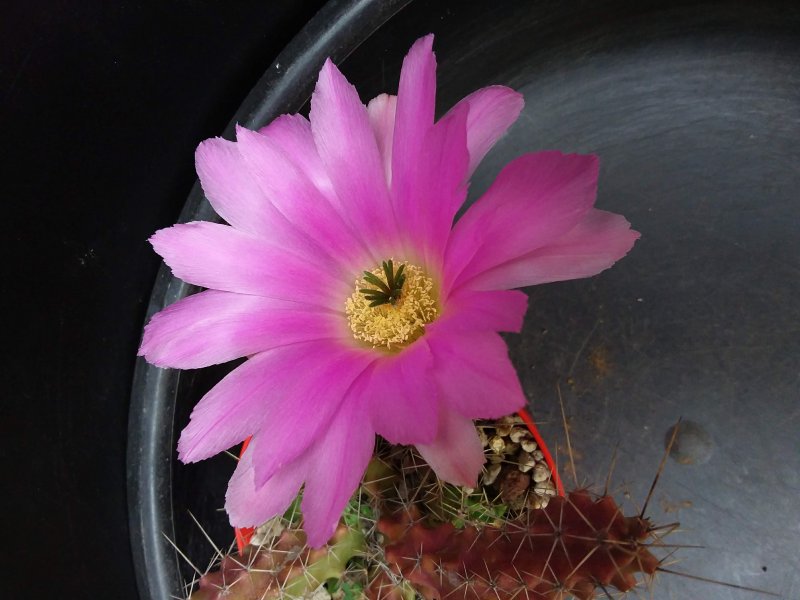 Echinocereus pentalophus 