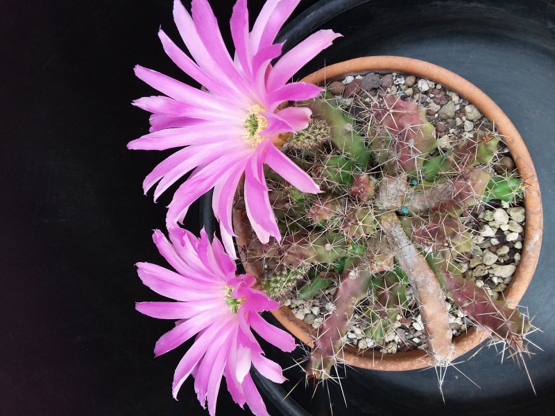 Echinocereus pentalophus 