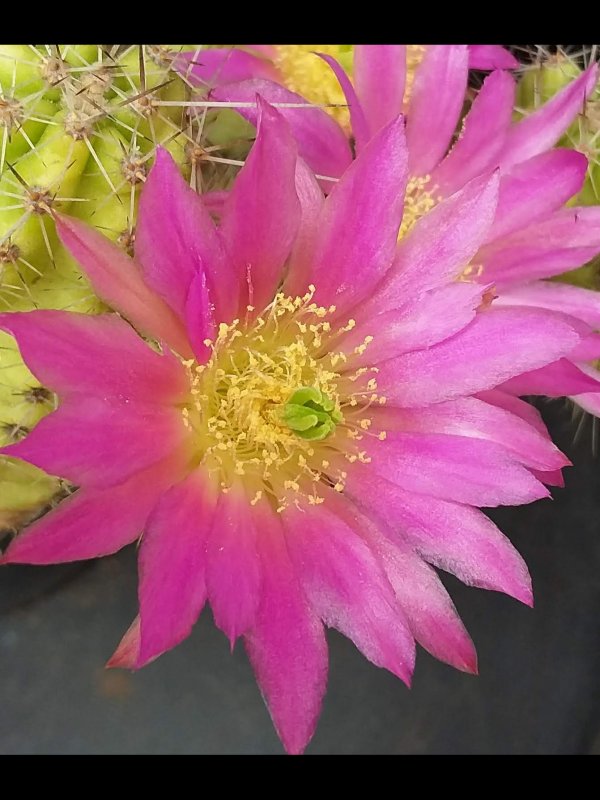 Echinocereus cinerascens 