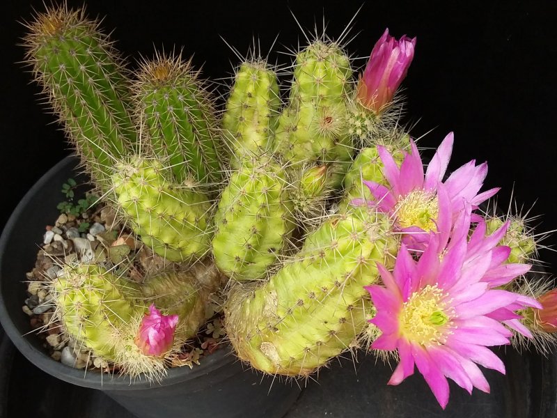 Echinocereus  cinerascens 