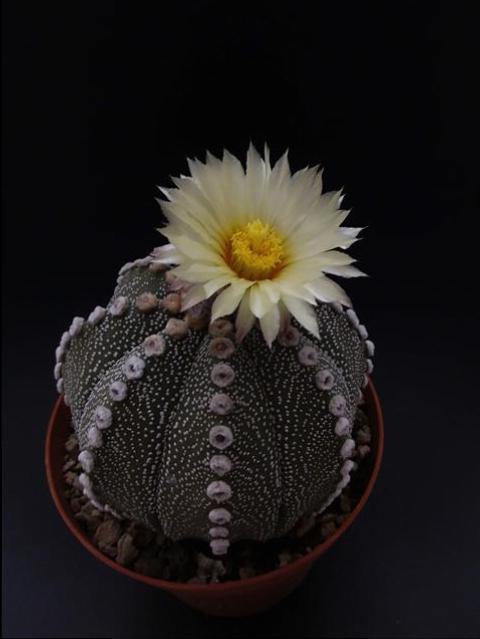 Astrophytum asterias cv. ooibo 