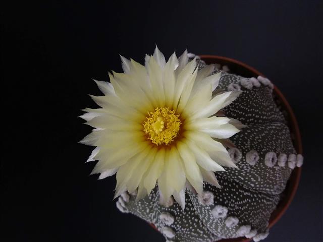 Astrophytum asterias cv. ooibo 