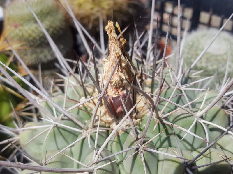 thelocactus nidulans