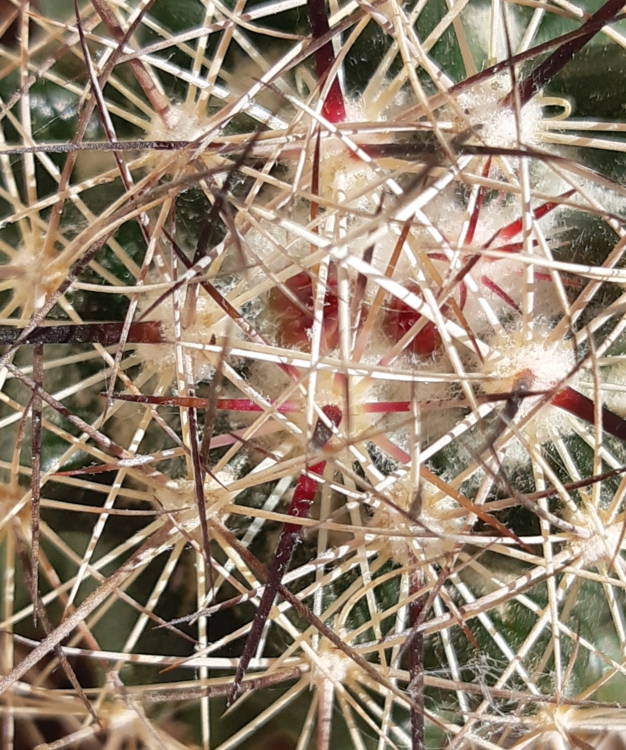 Coryphantha gladiispina 