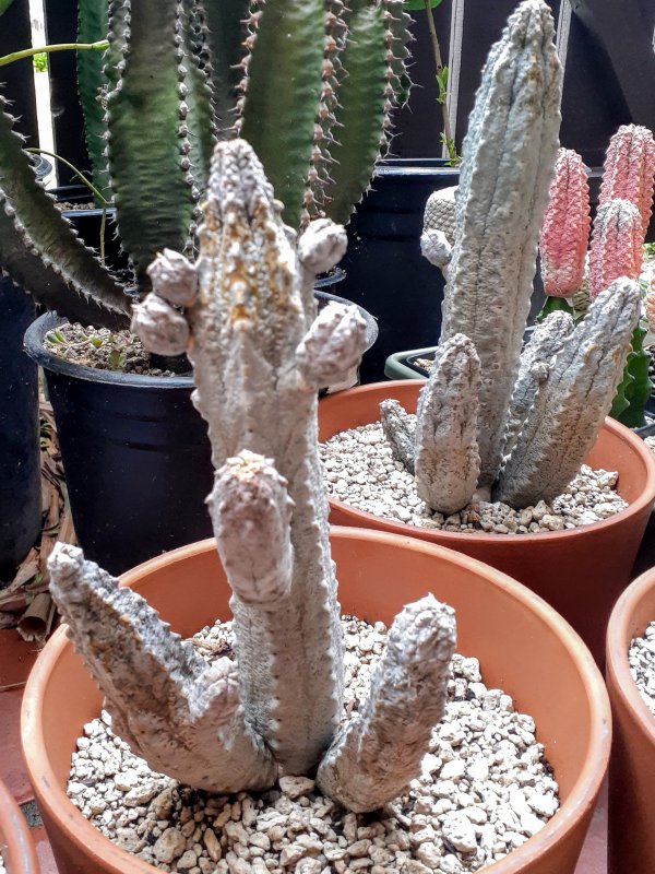 Euphorbia abdelkuri 