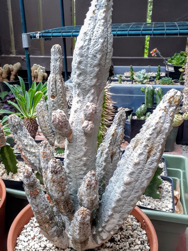 Euphorbia abdelkuri 