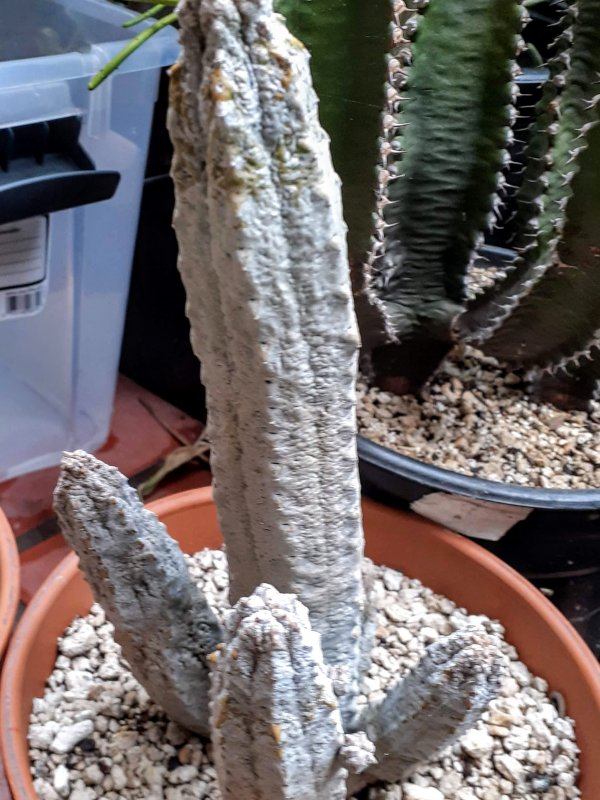 Euphorbia abdelkuri 